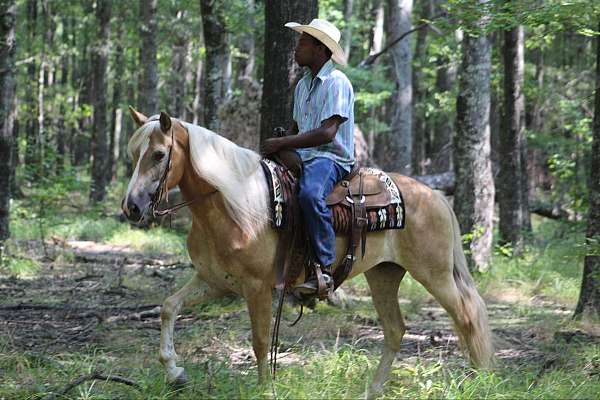 haflinger-horses-for-sale-trail-sale