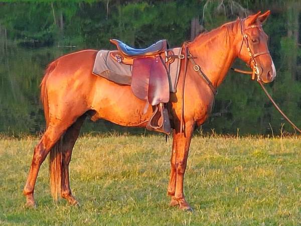 tennessee-walking-gelding