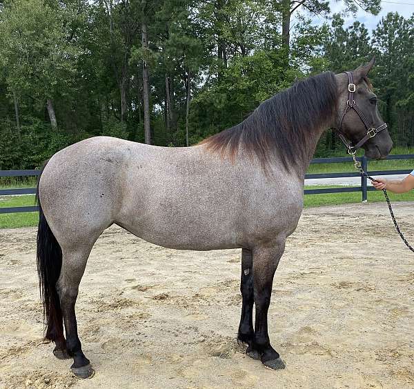 blue-roan-friesian-mare