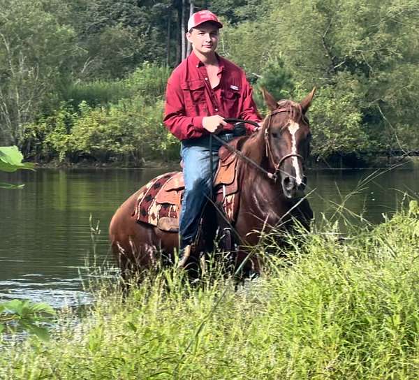 beginner-morgan-horse