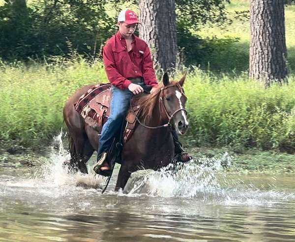 driving-morgan-horse