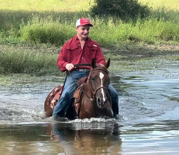 harness-morgan-horse