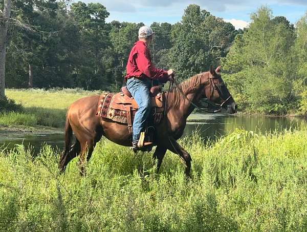 husband-safe-morgan-horse