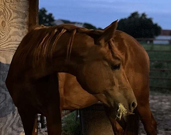 parade-morgan-horse