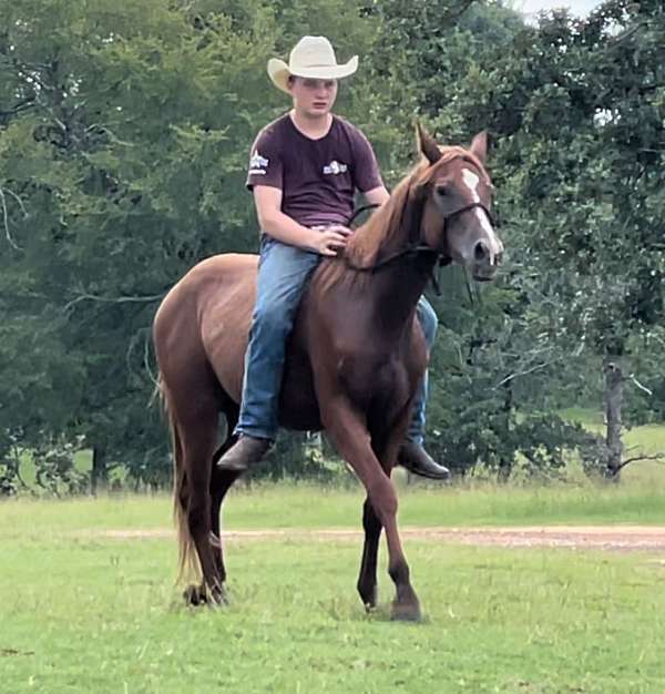 trail-morgan-horse