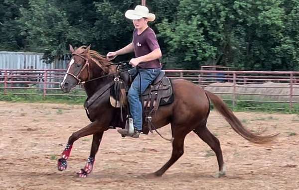 belle-morgan-horse