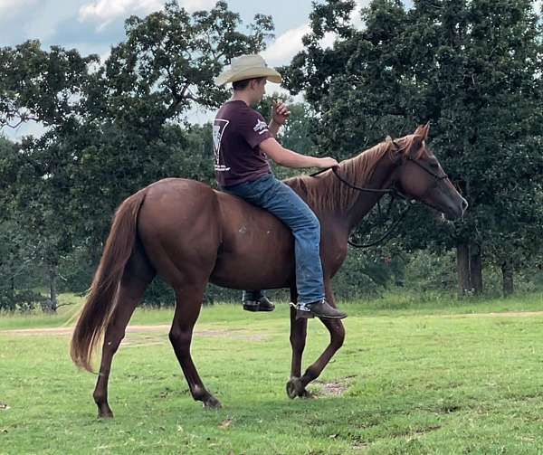 pleasure-driving-morgan-horse