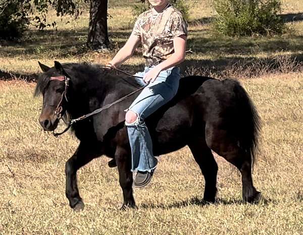 beginner-morgan-horse