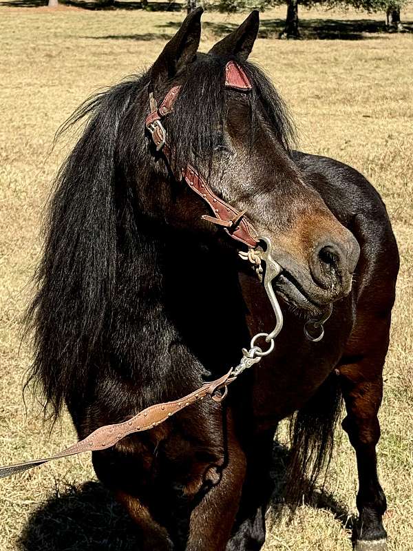 harness-morgan-horse