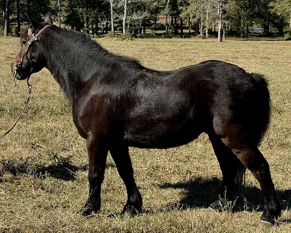 husband-safe-morgan-horse