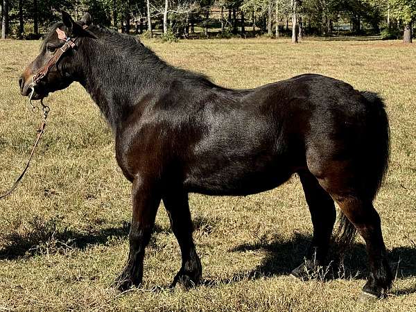 parade-morgan-horse