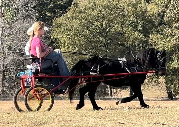 trail-morgan-horse