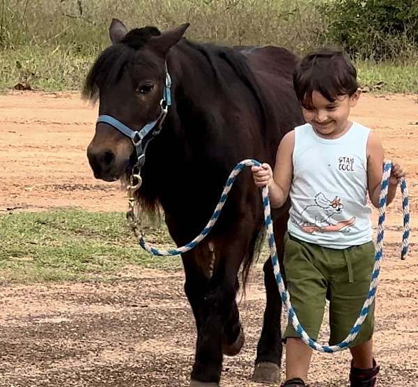 beginner-morgan-horse