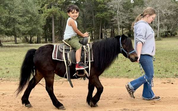 husband-safe-morgan-horse