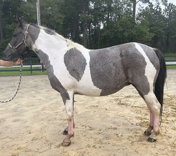 blue-roan-quarter-horse-mare