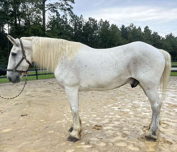 grey-percheron-gelding