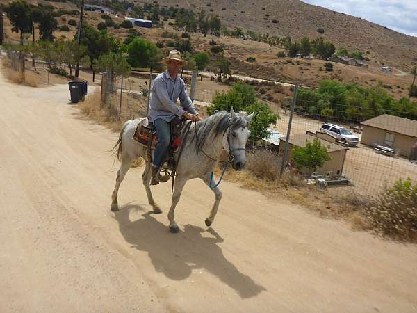 gelding-trail-andalusian-horse