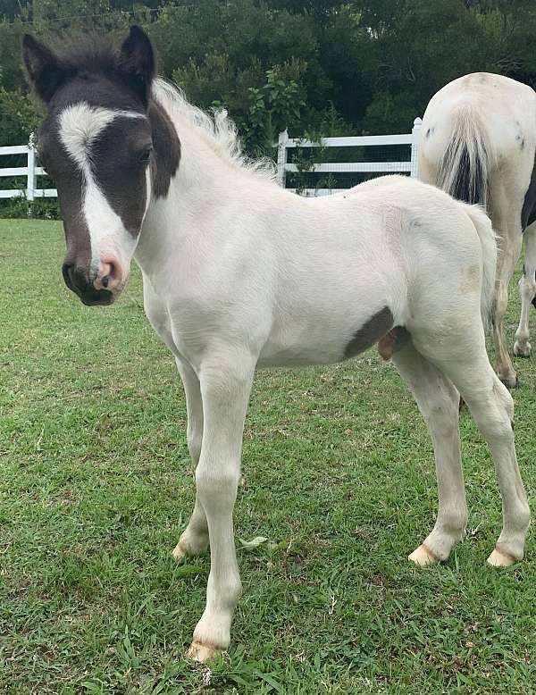 black-white-pinto-with-piebald-face-horse