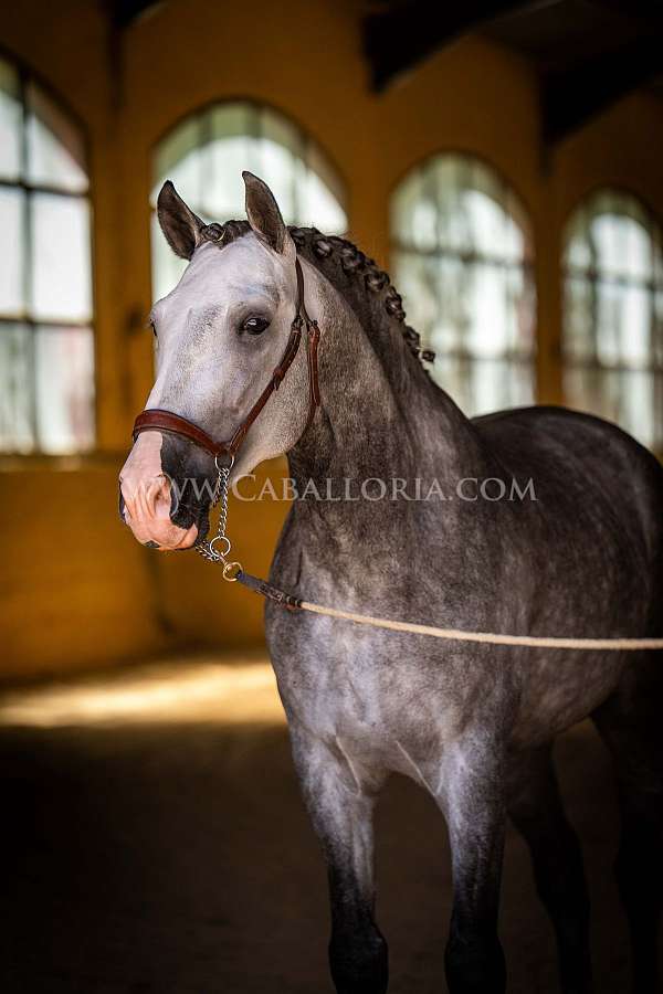 prl-gen-andalusian-horse