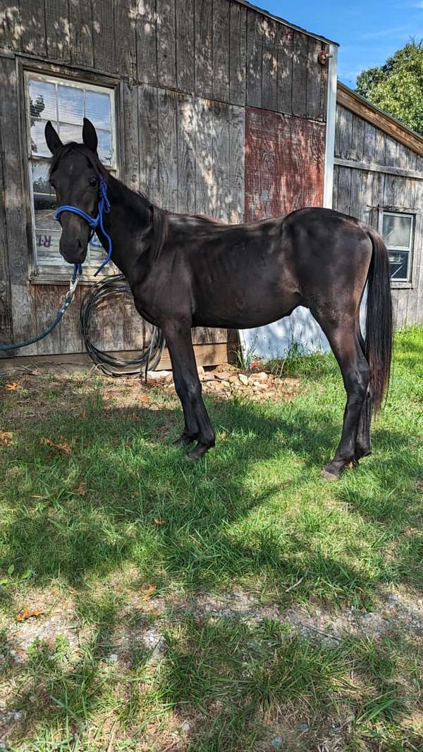 black-companion-project-horse