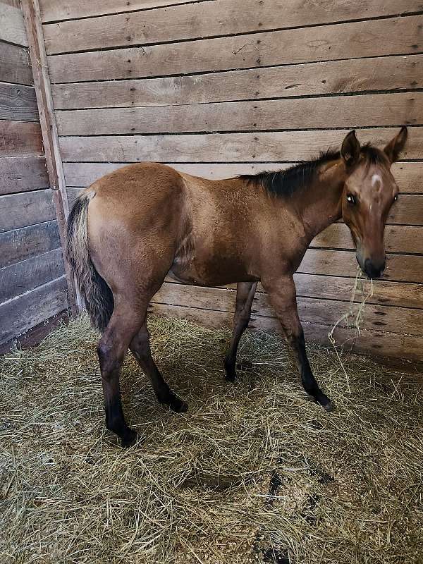 black-dun-aqha-filly