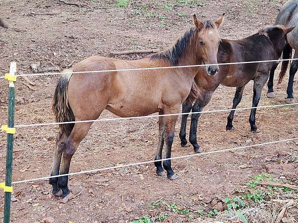 black-dun-aqha-filly