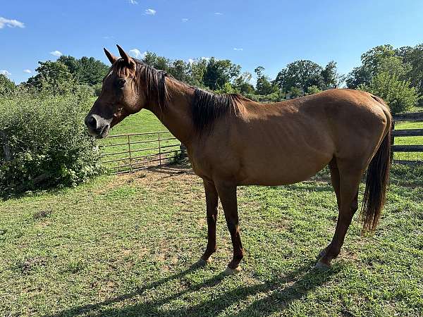 breeding-thoroughbred-horse