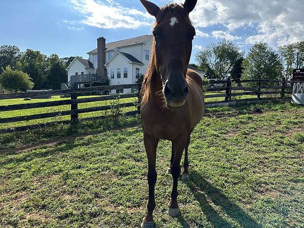 racing-thoroughbred-horse