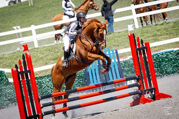 white-blaze-2-hind-socks-horse