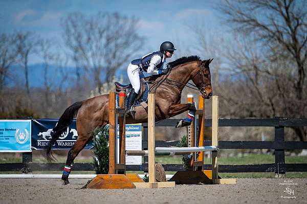 bay-black-on-legs-horse