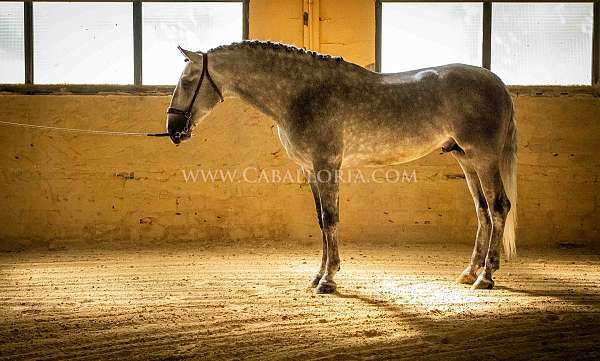 showhorse-andalusian-horse