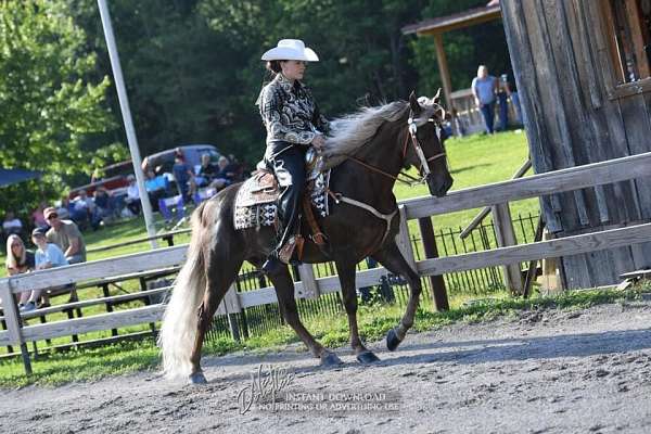 liver-chestnut-blonde-mane-tail-horse