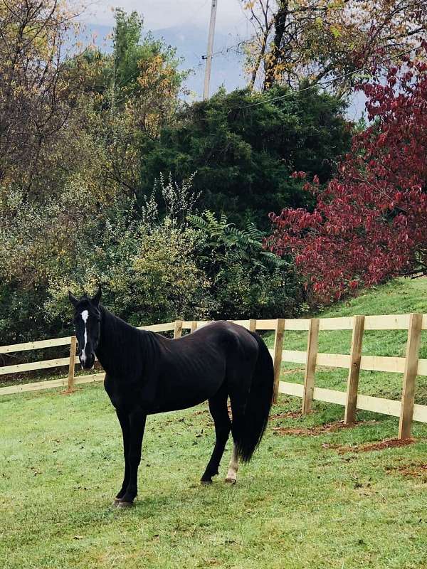 rear-lower-leg-white-horse