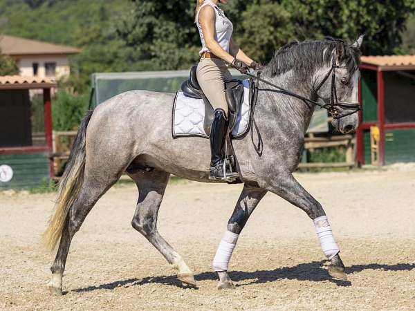 andalusian-horse