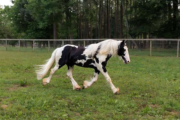 show-winner-drum-horse