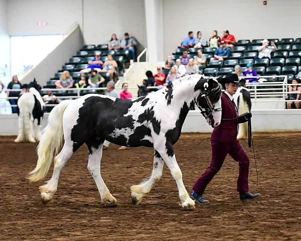 all-around-drum-horse