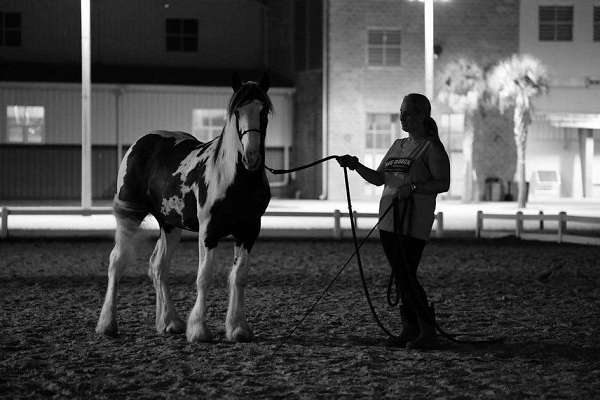 champion-drum-horse