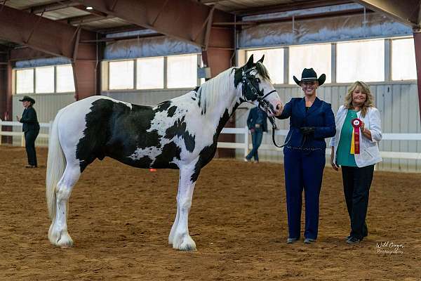 double-registered-drum-horse