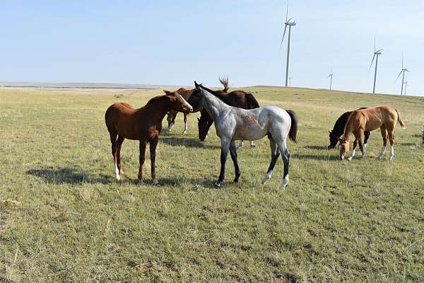 flashy-quarter-horse