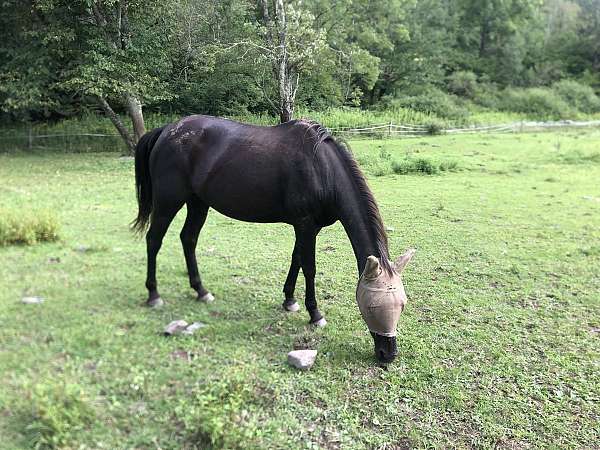 quarter-horse-mare