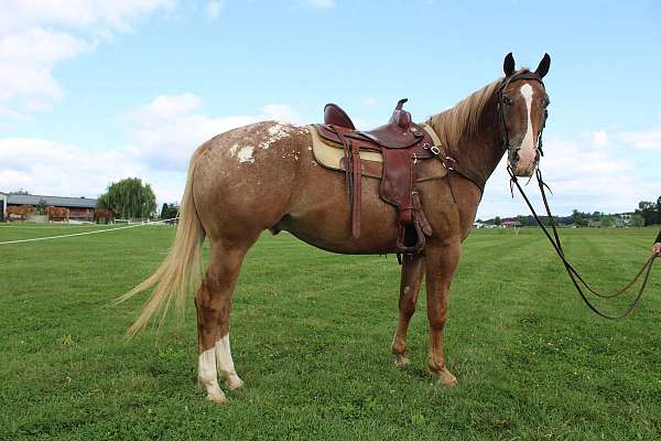 sorrel-spotted-horse