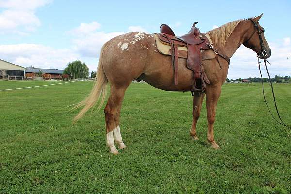 all-around-quarter-horse