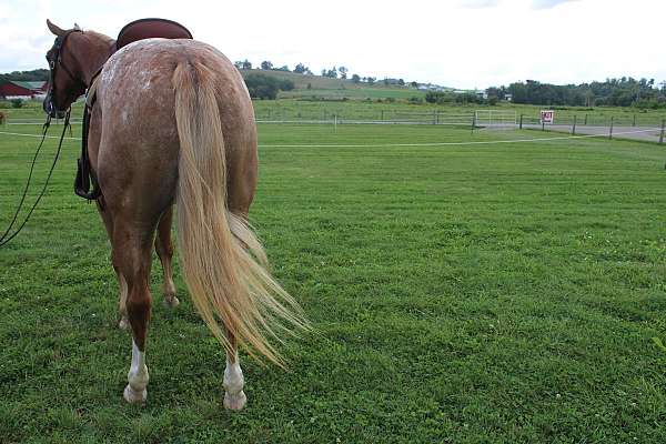 flashy-quarter-horse