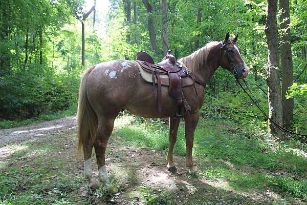 parade-quarter-horse