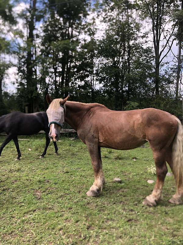 belgian-mare