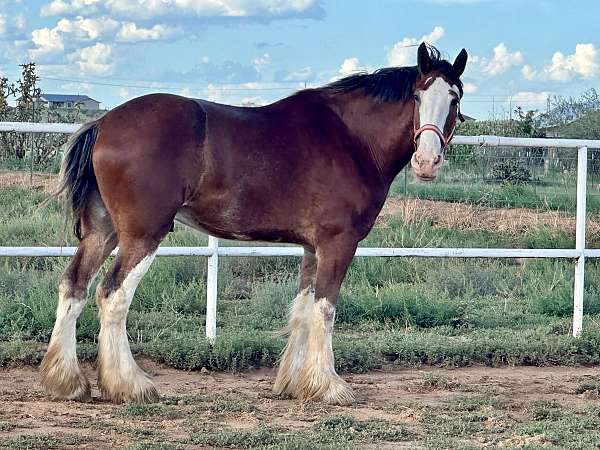 experienced-trained-canadian-clydesdale-horse