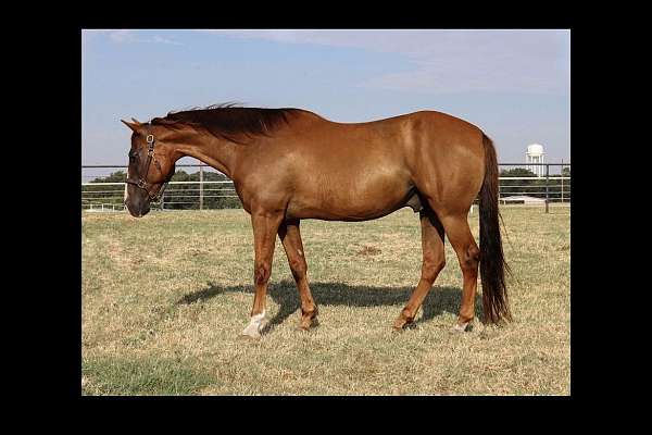 climb-hills-gelding