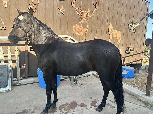 shetland-pony-mare