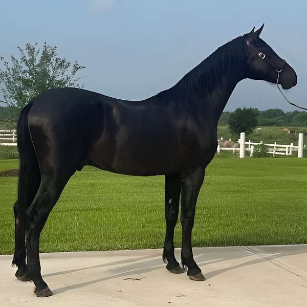 breeding-andalusian-horse