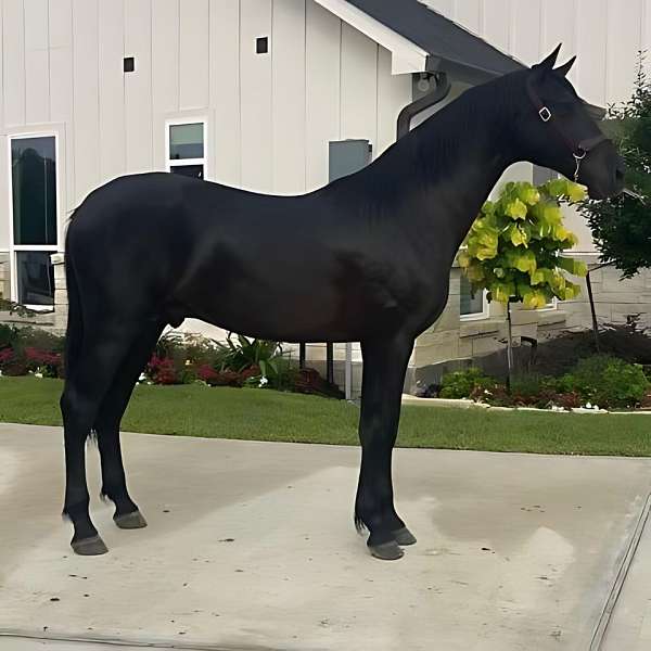 black-breeding-horse